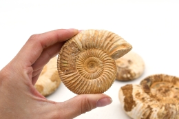 Ammoniten Perisphingtes natur 60 - 100 mm