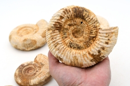 Ammoniten Perisphingtes natur 60 - 100 mm