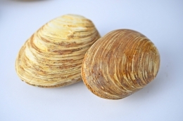 Shells 