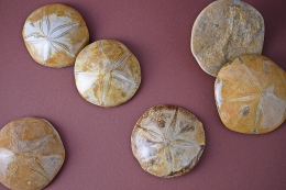 Versteinerter Seeigel 