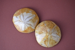 Versteinerter Seeigel 