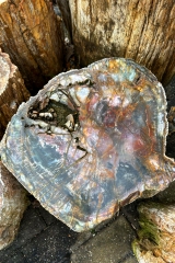 Versteinertes Holz St�mme 200 kg