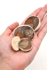 Shivas Auge (Operculum) roh