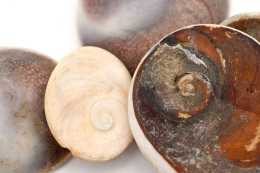 Shivas Auge (Operculum) roh