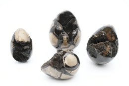 Sepataria wild eggs small