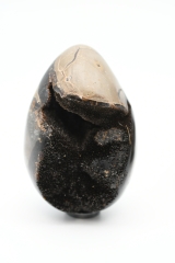 Sepataria wild eggs small
