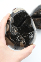 Sepataria wild eggs small