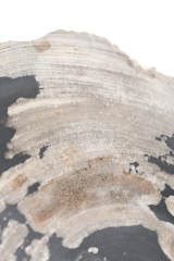 Petrified Wood Plate