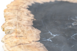 Petrified Wood Plate