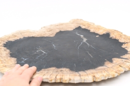 Petrified Wood Plate