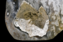 Ocean Jasper free form XXL