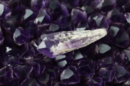 Amethyst Jacare mini