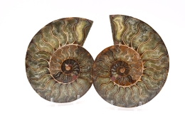 Ammonite Pairs A-quality big