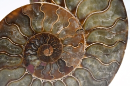 Ammonite Pairs A-quality big