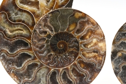 Ammonite Pairs A-quality big