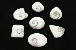 Shivas Eye (Operculum) verschiedene Formen