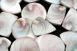 Shivas Eye (Operculum) Various Forms