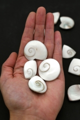 Shivas Eye (Operculum) Various Forms
