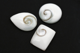 Shivas Eye (Operculum) Various Forms