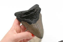Megalodon Tooth
