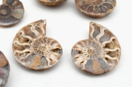 Ammoniten Paare 1 - 3 cm (10 Paare)