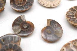 Ammoniten Paare 1 - 3 cm (10 Paare)