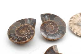 Ammoniten Paare 1 - 3 cm (10 Paare)