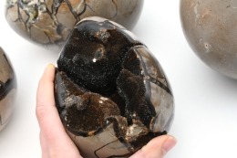 Septarie Wild Eier Jumbo