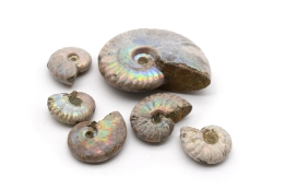 Ammonites Opalized