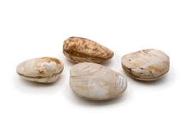 Shells 