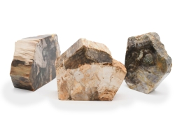 Petrified Wood Book Ends Madagascar
