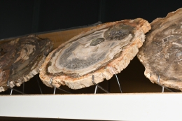 13.1. versteinerte Holzscheiben Madagaskar 50 kg