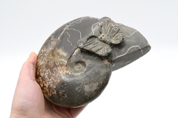 Ammonite Carving