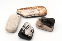 Versteinertes Holz Free Form Indonesien