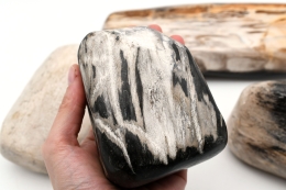 Versteinertes Holz Free Form Indonesien