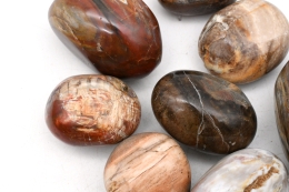 Petrified wood tumbled stones jumbo