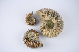 Ammoniten Douvilleiceras poliert