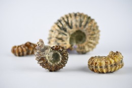 Ammoniten Douvilleiceras poliert