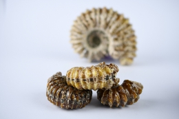 Ammoniten Douvilleiceras poliert