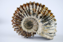 Ammoniten Douvilleiceras poliert