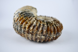 Ammoniten Douvilleiceras poliert