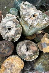 Versteinertes Holz St�mme 500 kg