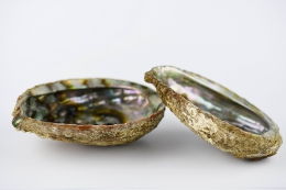 Abalone Muschel natur