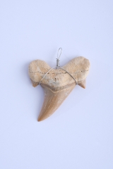 Petrified Shark Tooth Pendant