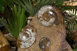 Orthoceras and Ammonite Plate 2