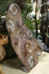 Orthoceras and Ammonite Plate 2