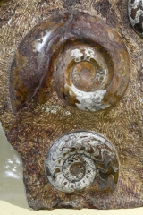 Orthoceras and Ammonite Plate 2