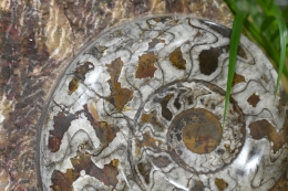 Orthoceras and Ammonite Plate 2