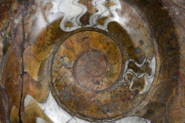 Orthoceras and Ammonite Plate 2