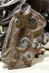 Orthoceras und Ammoniten Platte 1